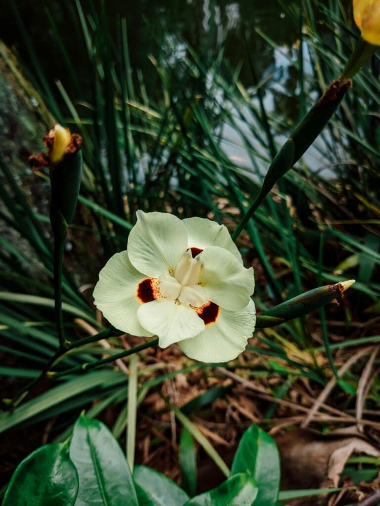 Moraea flower in full bloom — the flower that inspired the name Moraea Co., a real estate ecosystem in Katy and Houston TX